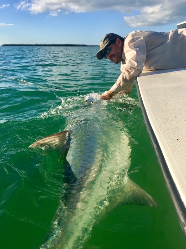 A large tarpon held boatside in clear green water, about to be released